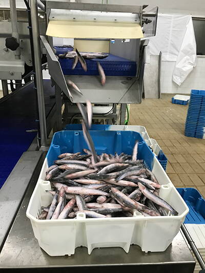 cs_gilcomes_sidebarbild-2.jpg Anchovies after freezing